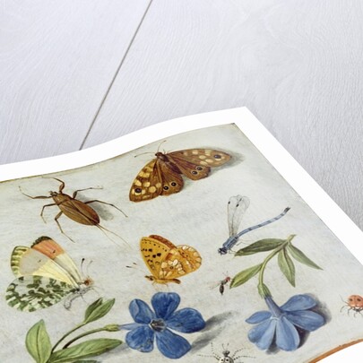 Insects by Jan van the Elder Kessel