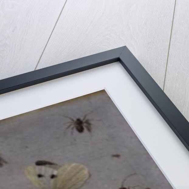 Butterflies and other Insects, 1661 by Jan van the Elder Kessel