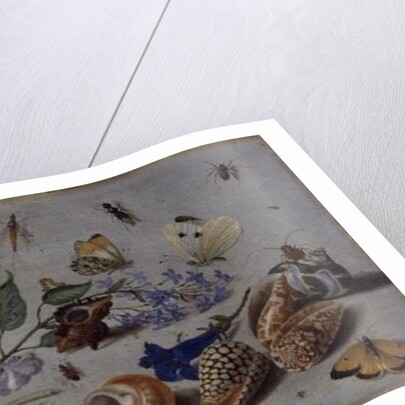 Butterflies and other Insects, 1661 by Jan van the Elder Kessel