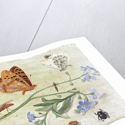 Insects by Jan van the Elder Kessel