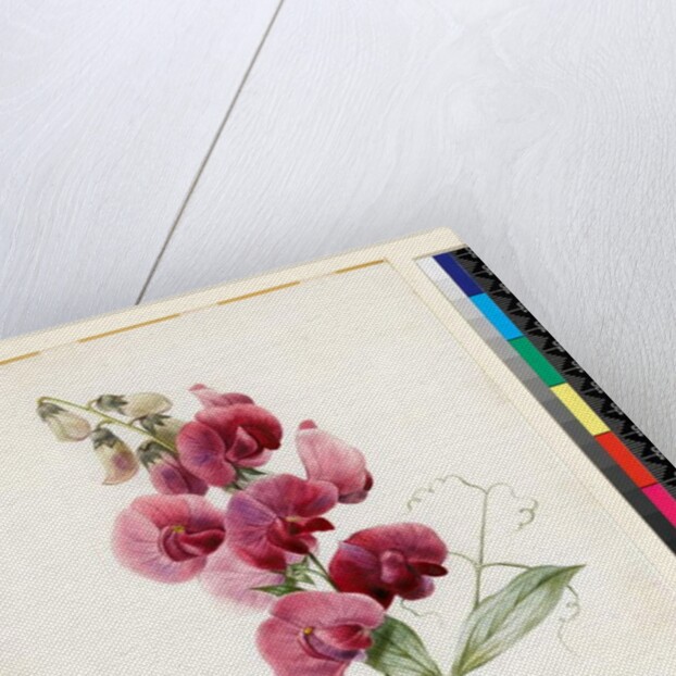 Lathyrus latifolius by Louise D'Orleans