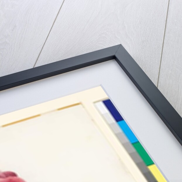 Lathyrus latifolius by Louise D'Orleans