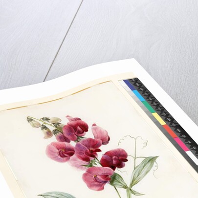 Lathyrus latifolius by Louise D'Orleans