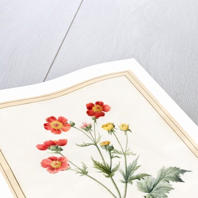 Composite, 1827 by Louise D'Orleans