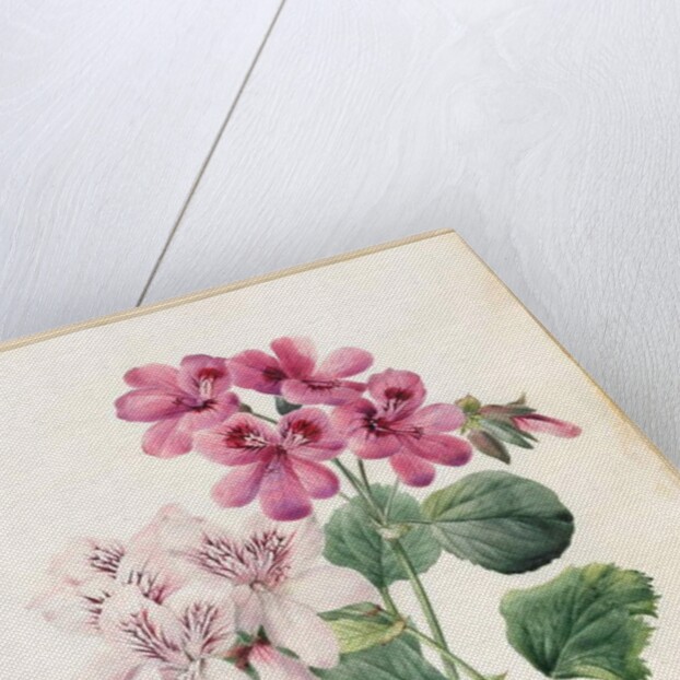 Two Hybrid 'Peliagoniums', 1828 by Louise D'Orleans