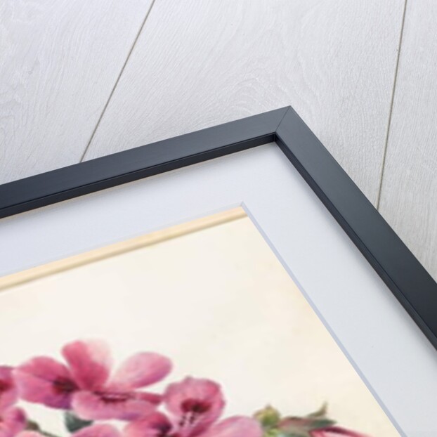 Two Hybrid 'Peliagoniums', 1828 by Louise D'Orleans