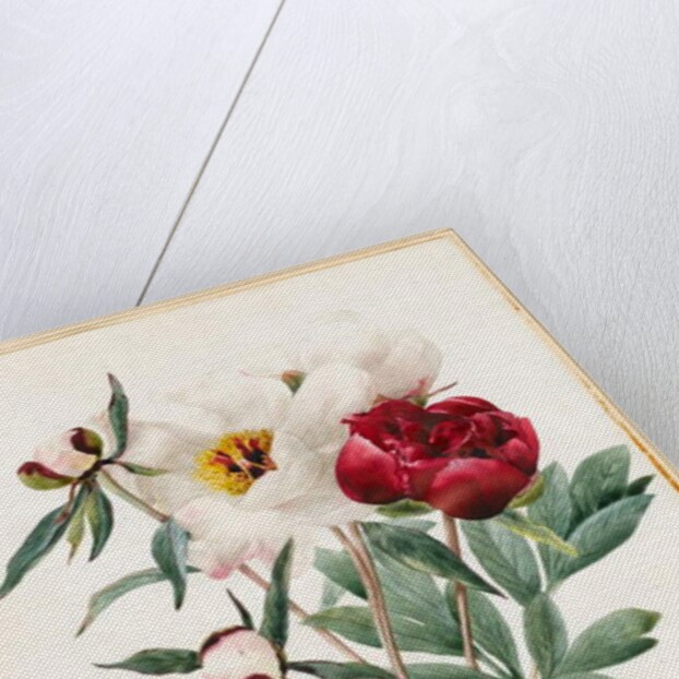 Red and White Herbaceous Paeonies, 1829 by Louise D'Orleans