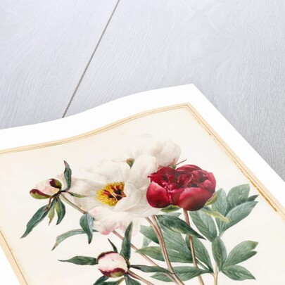 Red and White Herbaceous Paeonies, 1829 by Louise D'Orleans