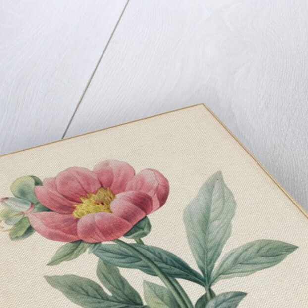 Poconia Mascula, Herbacious, 1826 by Louise D'Orleans