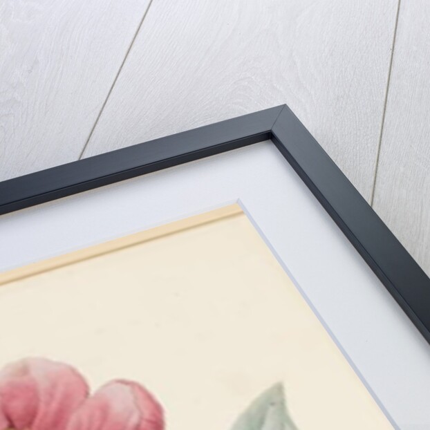 Poconia Mascula, Herbacious, 1826 by Louise D'Orleans