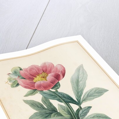 Poconia Mascula, Herbacious, 1826 by Louise D'Orleans