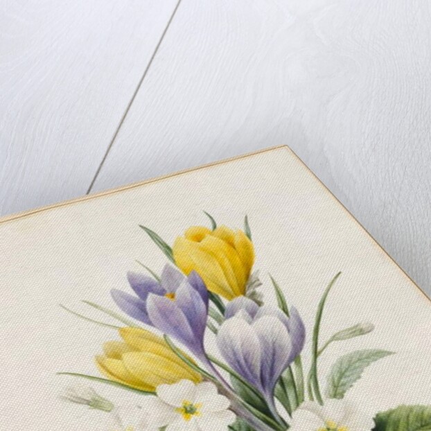 White Primroses and Early Hybrid Crocuses, 1830 by Louise D'Orleans