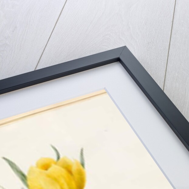 White Primroses and Early Hybrid Crocuses, 1830 by Louise D'Orleans