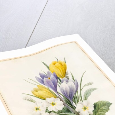 White Primroses and Early Hybrid Crocuses, 1830 by Louise D'Orleans