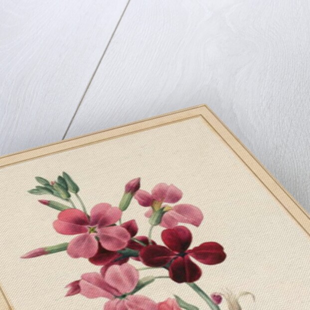 Matthiola, Stock, 1826 by Louise D'Orleans