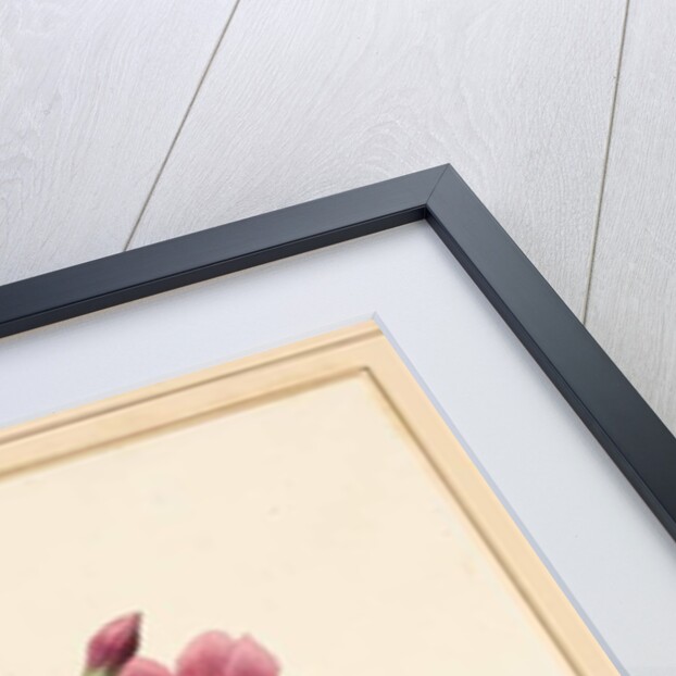 Matthiola, Stock, 1826 by Louise D'Orleans