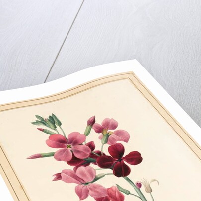 Matthiola, Stock, 1826 by Louise D'Orleans