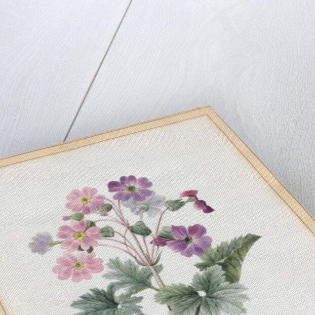 Hybrid Auricula by Louise D'Orleans