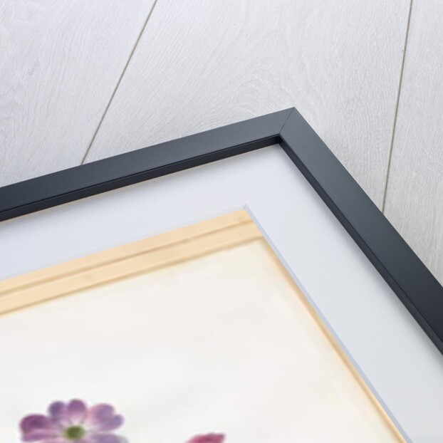 Hybrid Auricula by Louise D'Orleans