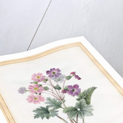 Hybrid Auricula by Louise D'Orleans