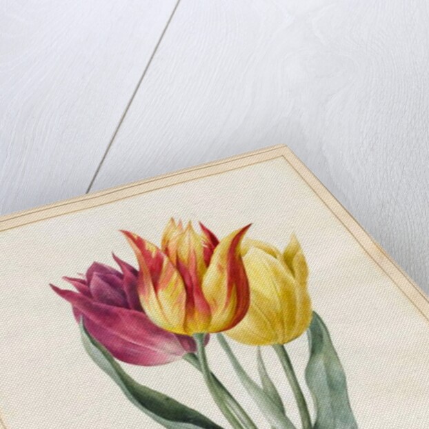 Three Lily Tulips by Louise D'Orleans