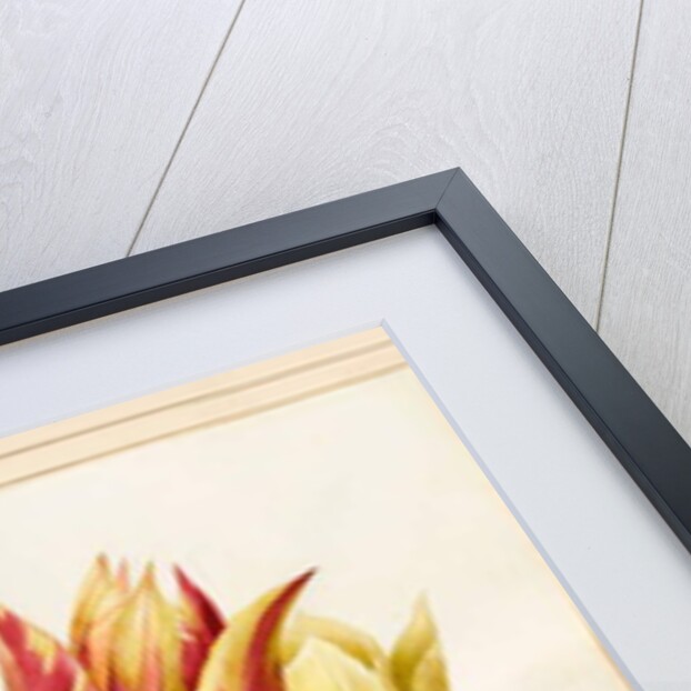 Three Lily Tulips by Louise D'Orleans