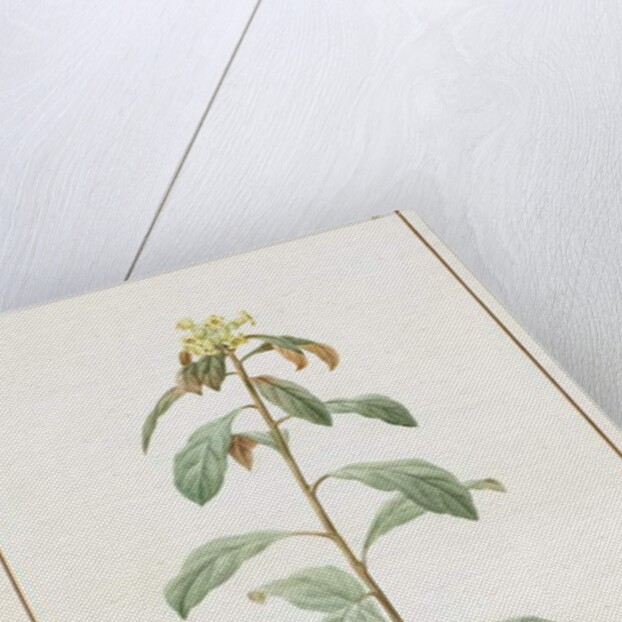 Paeonia Moutan var. B. Paeonia Suffruticosa, 1812 by Pierre Joseph Redouté