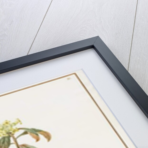 Paeonia Moutan var. B. Paeonia Suffruticosa, 1812 by Pierre Joseph Redouté