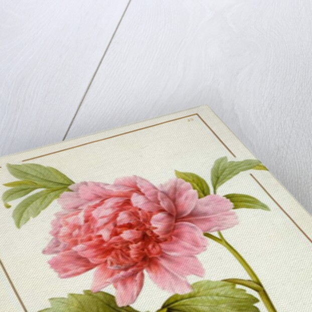 Paeonia Suffruticosa, 1812 by Pierre Joseph Redouté