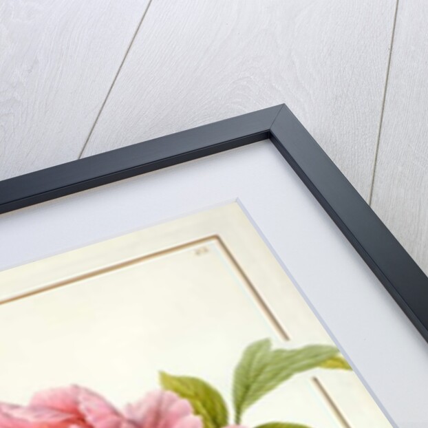 Paeonia Suffruticosa, 1812 by Pierre Joseph Redouté