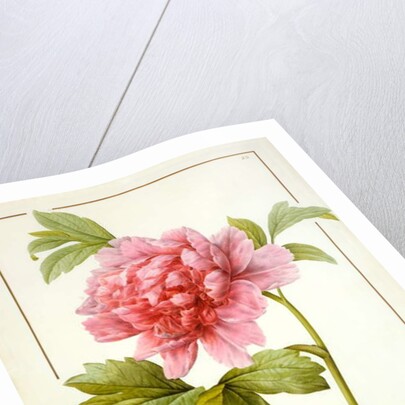 Paeonia Suffruticosa, 1812 by Pierre Joseph Redouté