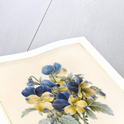 Sprig of Pansies by Madame Benoit