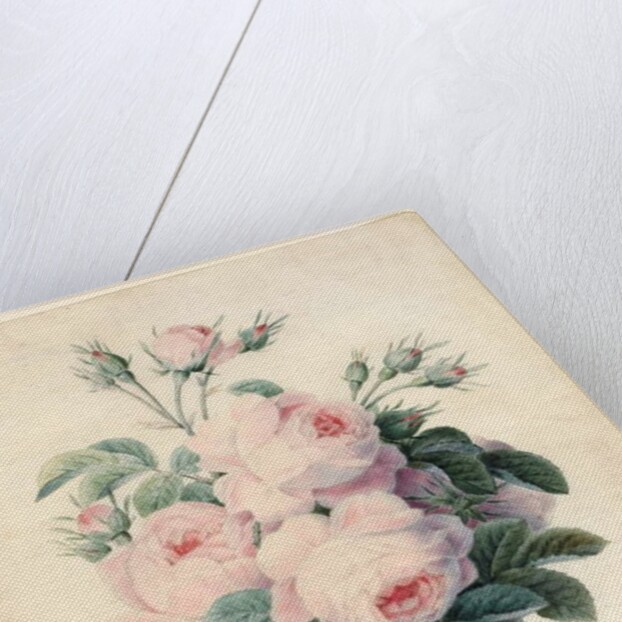 Spray of Centifolia Roses by J. Herzog