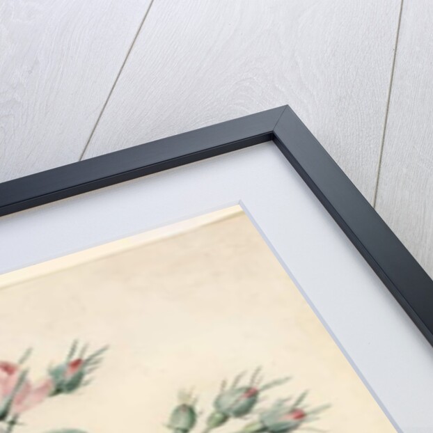 Spray of Centifolia Roses by J. Herzog