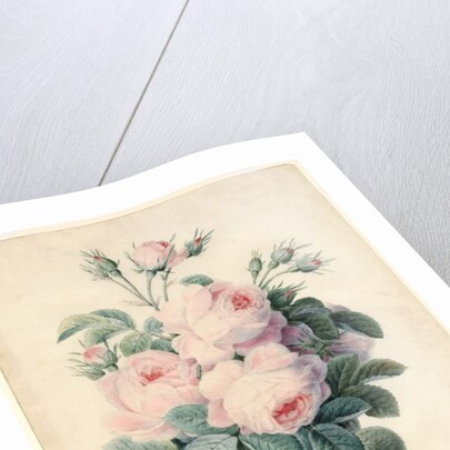 Spray of Centifolia Roses by J. Herzog