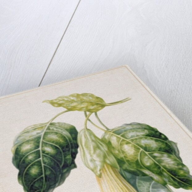 PD.993-1973 Thorn Apple flower from Ecuador, Datura rosei by Augusta Innes Withers