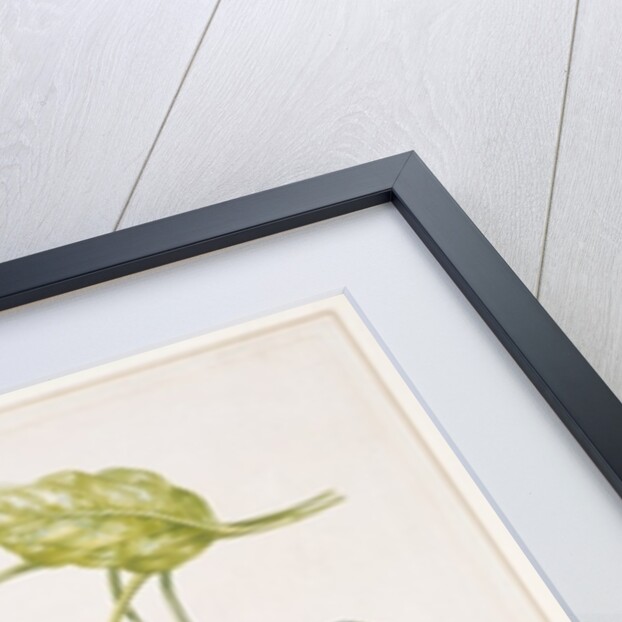 PD.993-1973 Thorn Apple flower from Ecuador, Datura rosei by Augusta Innes Withers