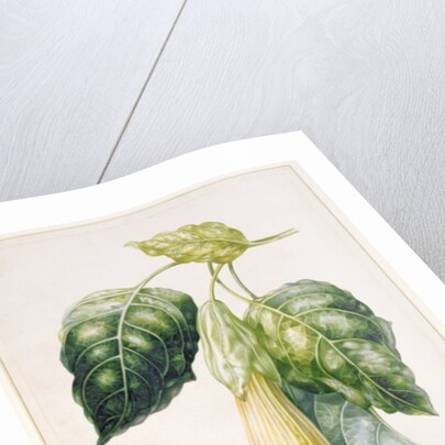 PD.993-1973 Thorn Apple flower from Ecuador, Datura rosei by Augusta Innes Withers