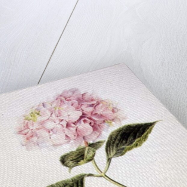 PD.64-1975 Hydrangea hortensia by Arnoldus Bloemers