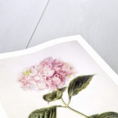 PD.64-1975 Hydrangea hortensia by Arnoldus Bloemers