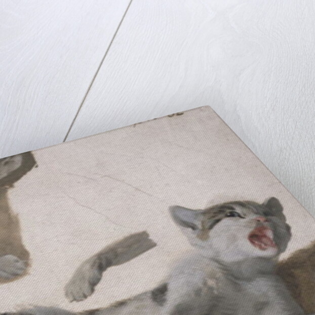 Sketches of a Kitten by Alexandre-Francois Desportes