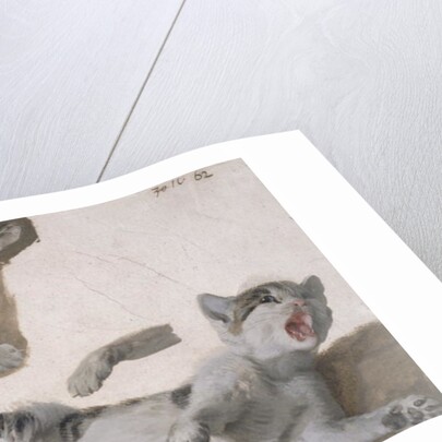 Sketches of a Kitten by Alexandre-Francois Desportes
