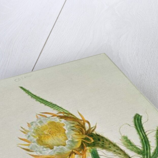 Night-flower cactus, native to Jamaica by Henriette Gertruide Knip