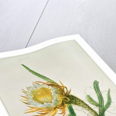 Night-flower cactus, native to Jamaica by Henriette Gertruide Knip