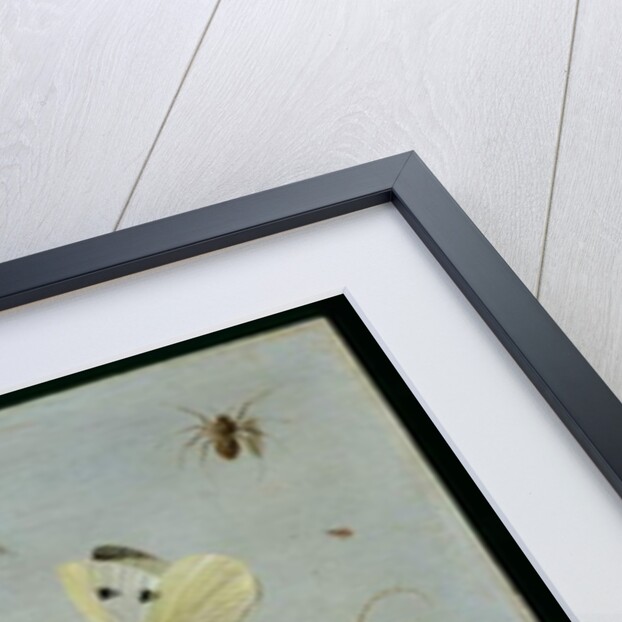 Butterflies and other insects, 1661 by Jan van the Elder Kessel