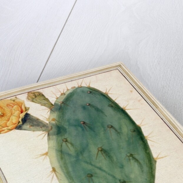 PD.115-1973. f38 Detail of Cactus with Orange Flower, c.1764 by Georg Dionysius Ehret