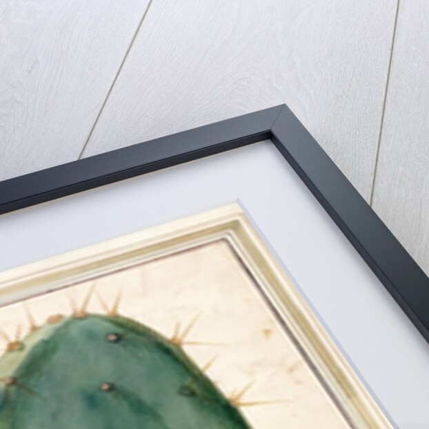 PD.115-1973. f38 Detail of Cactus with Orange Flower, c.1764 by Georg Dionysius Ehret