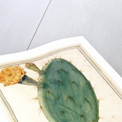 PD.115-1973. f38 Detail of Cactus with Orange Flower, c.1764 by Georg Dionysius Ehret