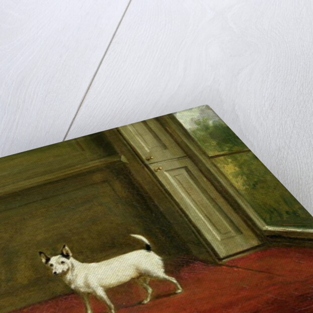 Portrait of a Jack Russell Terrier 1814 by William Henry Davis