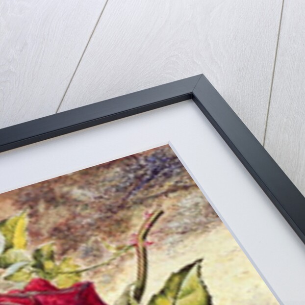 One White and Two Red Roses and Buds by Helen Cordelia Coleman Angell